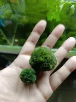 Aquatic meds - Image 5