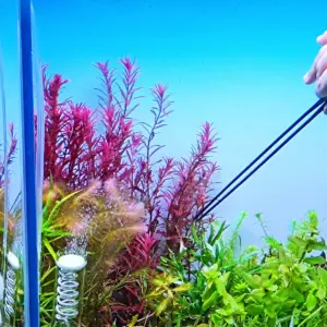 Rotala Blood Red