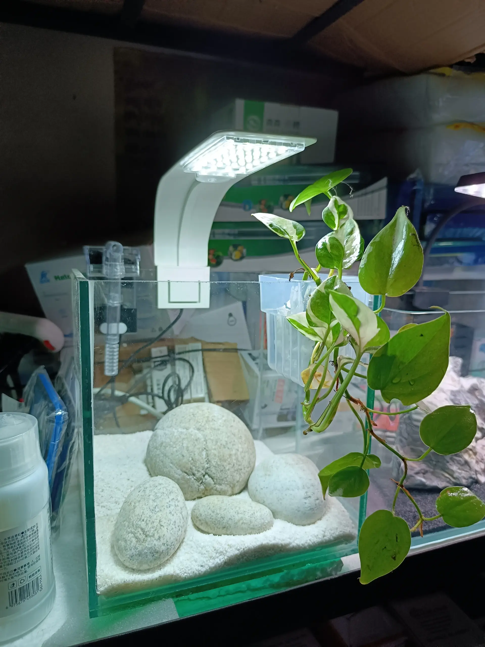 imgi_35_14563437716713917 10" Planted Setup (Most Popular) - Image 1