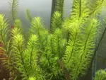 Aquatic meds - Image 2