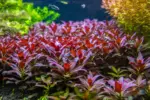 Aquatic meds - Image 3