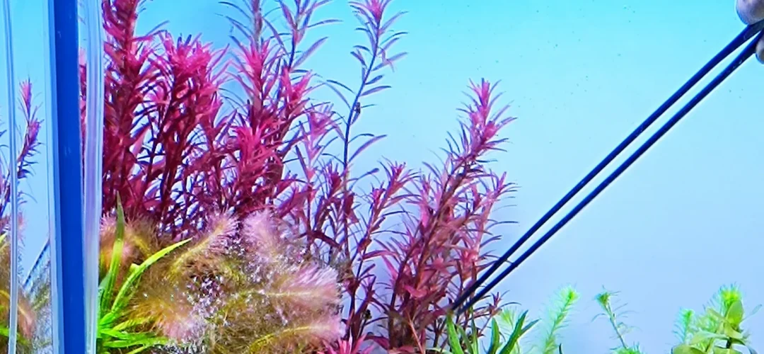 imgi_2_385395195124862